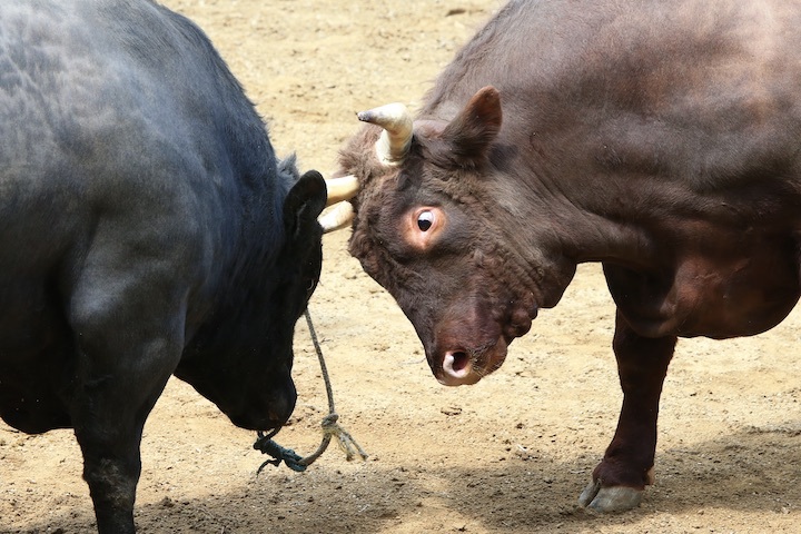 5/22 山古志闘牛 文平-柿乃花威風堂々 後編_b0016600_22552891.jpeg