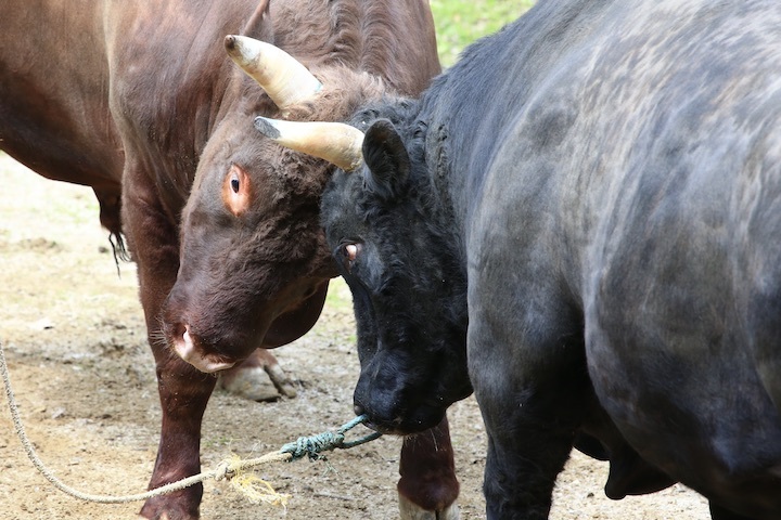 5/22 山古志闘牛 文平-柿乃花威風堂々 後編_b0016600_22560464.jpeg