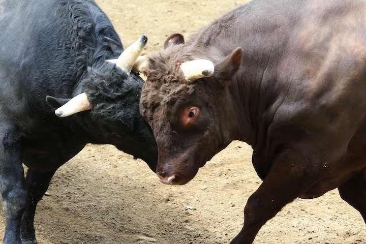 5/22 山古志闘牛 文平-柿乃花威風堂々 後編_b0016600_22562379.jpeg