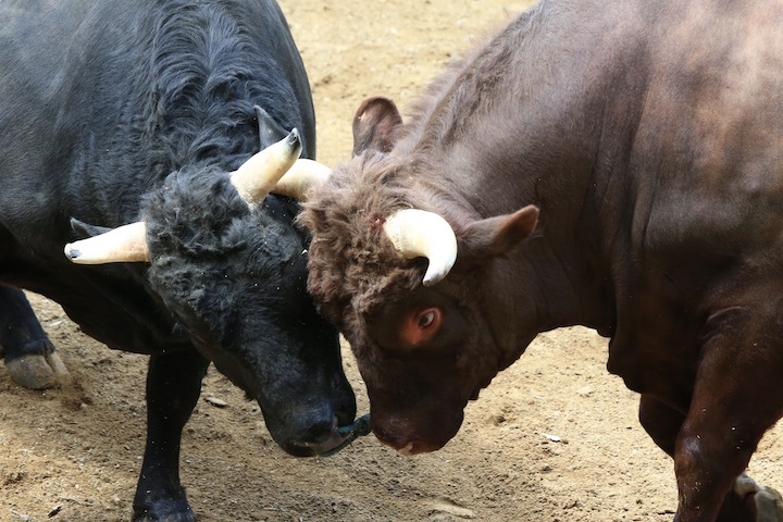 5/22 山古志闘牛 文平-柿乃花威風堂々 後編_b0016600_22564631.jpeg