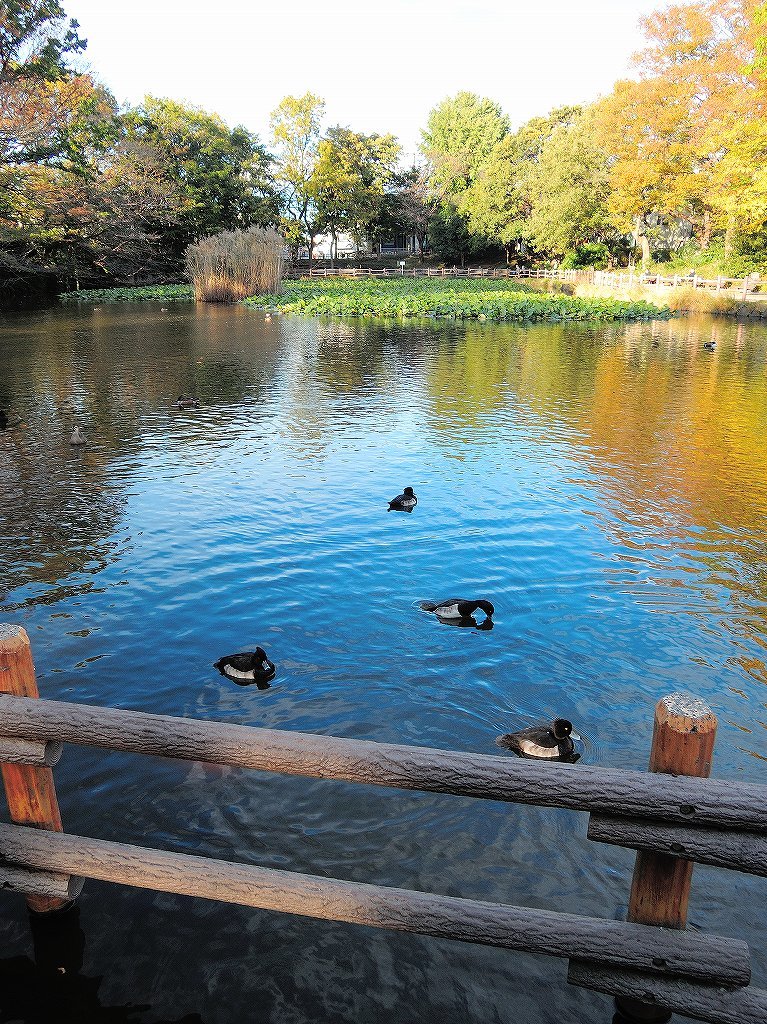ある風景：Kikuna pond, Yokohama@Mar-Apr.2022 #1_b0418600_21573653.jpg