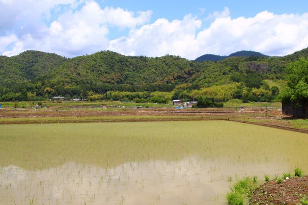 嵯峨野　広沢の池など_e0048413_18595222.jpg