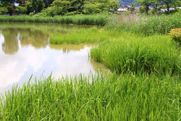 嵯峨野　広沢の池など_e0048413_19000574.jpg