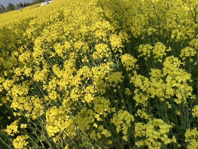 那須を満喫の5月_d0137764_10455193.jpeg