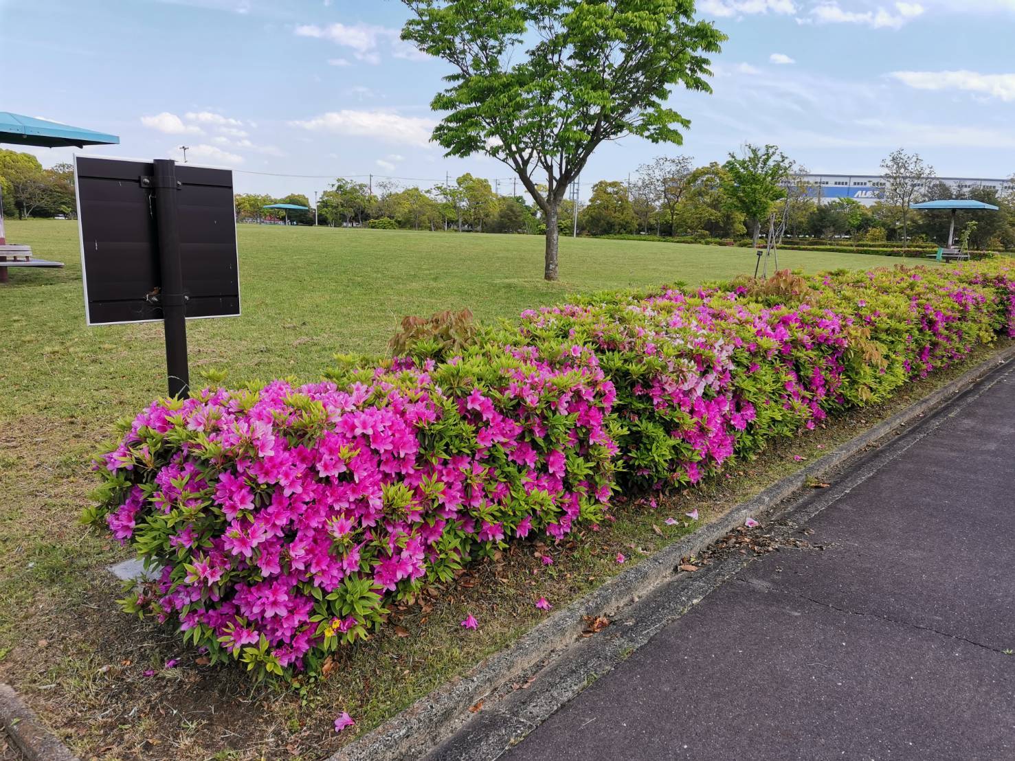 富浜緑地・中川口緑地で咲く花の紹介♪_d0338682_09372515.jpg