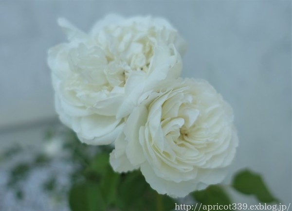 今年から育てているバラ(シャリマー・トリニティ)_c0293787_21194936.jpg