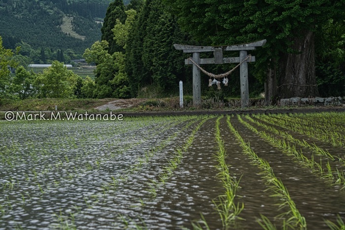 水田と神社-3_e0135098_23174758.jpg