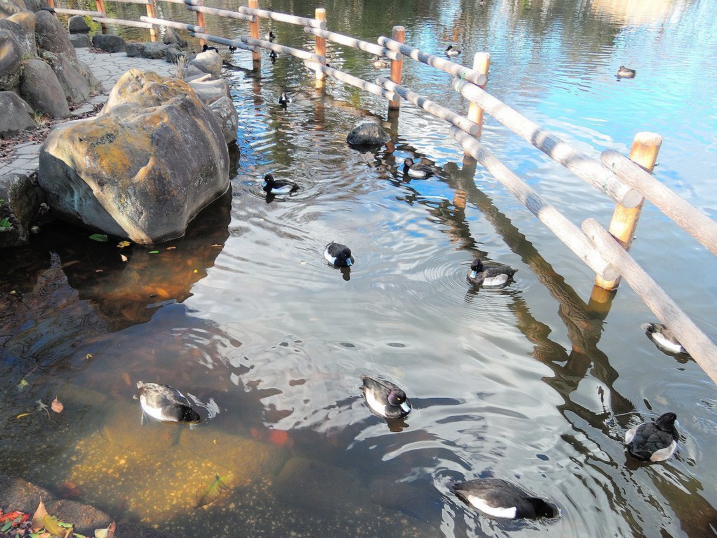 ある風景:Kikuna pond, Yokohama@Mar-Apr.2022 #2_b0418600_22455835.jpg