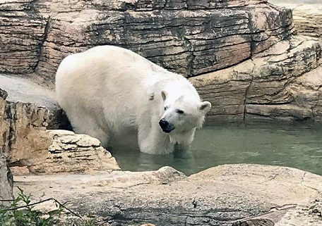 カナダの動物プロダクションのホッキョクグマ、エイギー (Agee) が活動