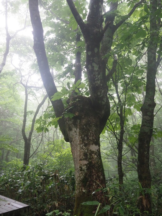 恐羅漢山ー旧羅漢山登山（夏焼尾根コース登りー立山コース下山）_c0116915_23295603.jpg