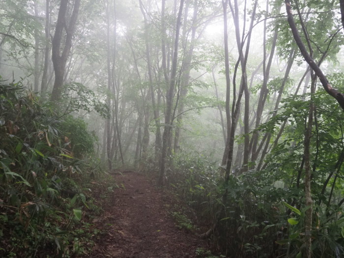 恐羅漢山ー旧羅漢山登山(夏焼尾根コース登りー立山コース下山)_c0116915_23305637.jpg