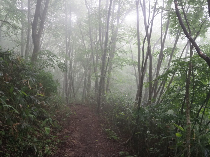 恐羅漢山ー旧羅漢山登山（夏焼尾根コース登りー立山コース下山）_c0116915_23305637.jpg