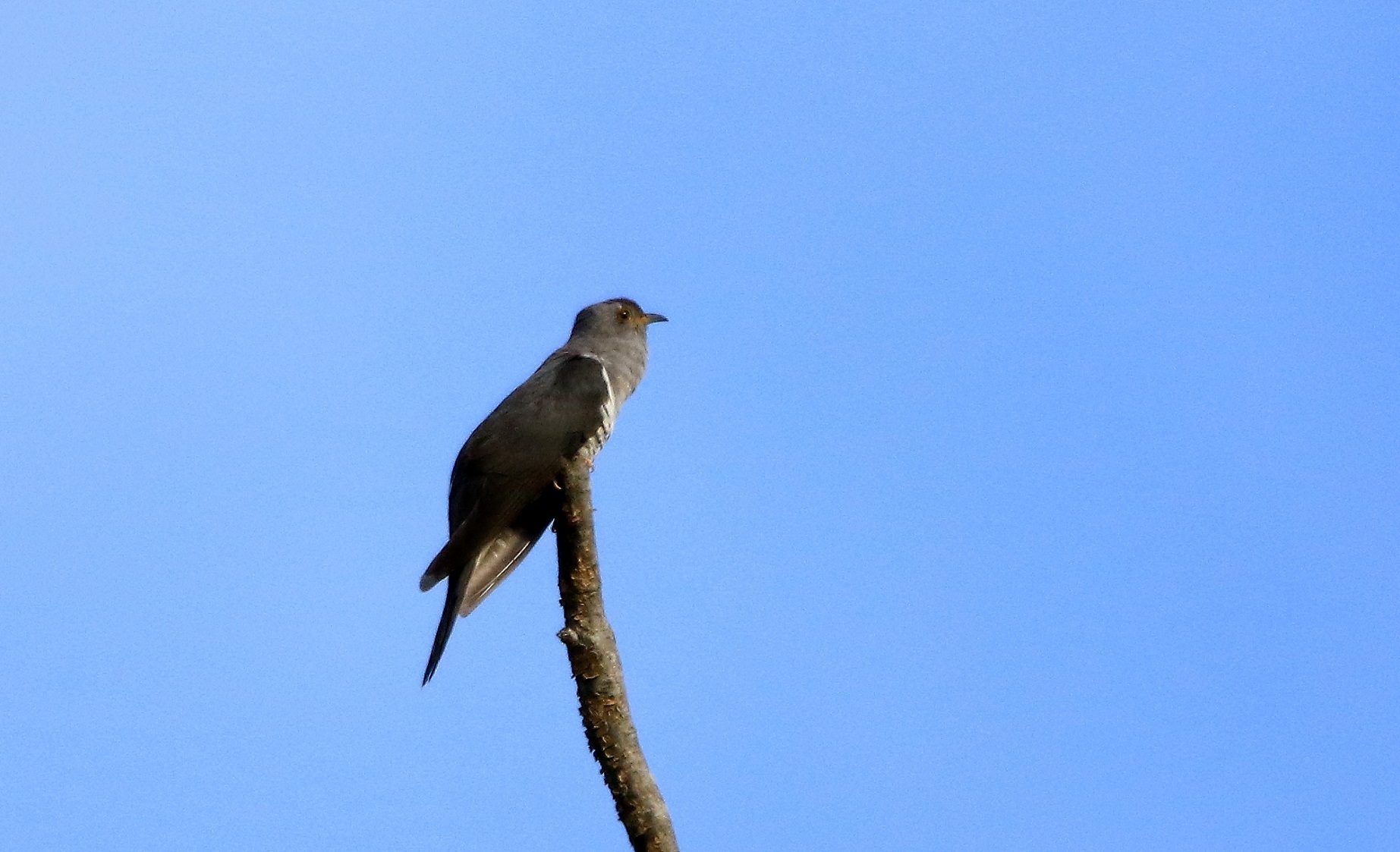 キジ ホトトギス Akkyanの鳥撮リ行脚 キジ ホトトギス Akkyanの鳥撮リ行脚