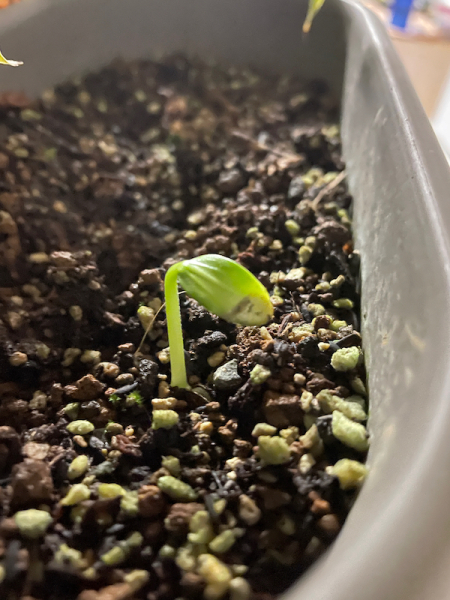 久しぶりの発芽画像、へちま_f0101128_06410427.jpeg