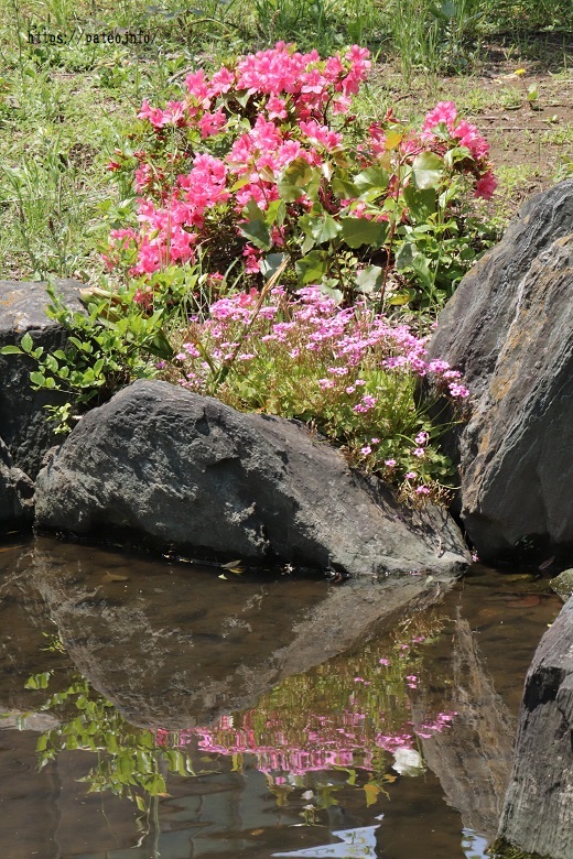 この時こそ「花を添えます。」_a0214329_18352604.jpg