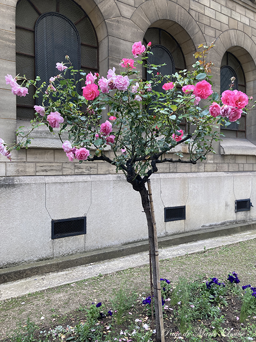 今日の Murmure フォト ミュウミュウとはフランス語で呟きのこと ほぼ毎週更新中 22年 パァジュ ド マリールイーズ アンティークジュエリー オブジェ パリ フランス