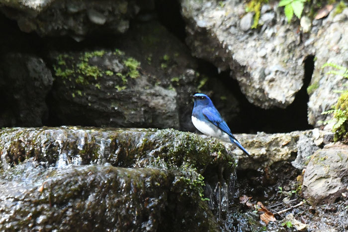 湖畔の泉♪＜黄鶲・大瑠璃他＞_e0248688_18124291.jpg