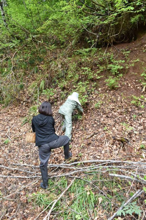 蓮池陽子さんの山菜ツアーで長野県栄村へ①_d0122797_21484276.jpg
