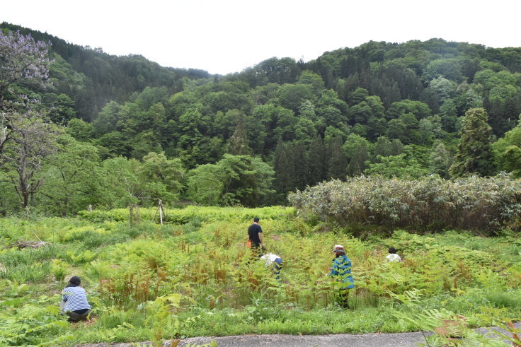 蓮池陽子さんの山菜ツアーで長野県栄村へ①_d0122797_22592286.jpg