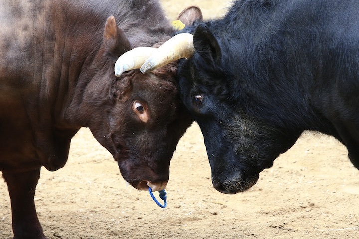 5/22 山古志闘牛 響-庵_b0016600_09382692.jpeg