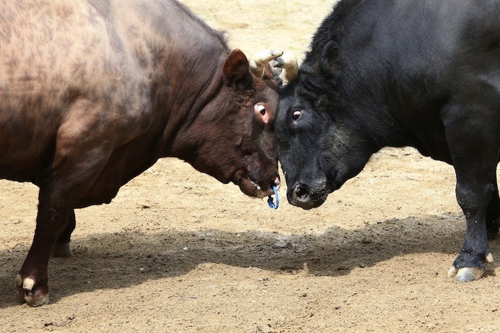 5/22 山古志闘牛 響-庵_b0016600_09410623.jpeg