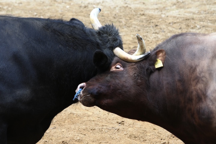 5/22 山古志闘牛 響-庵_b0016600_09421910.jpeg