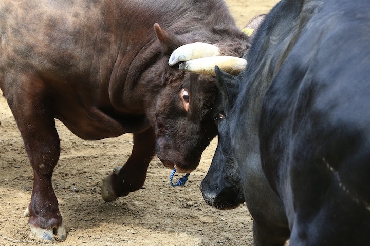 5/22 山古志闘牛 響-庵_b0016600_09425628.jpeg