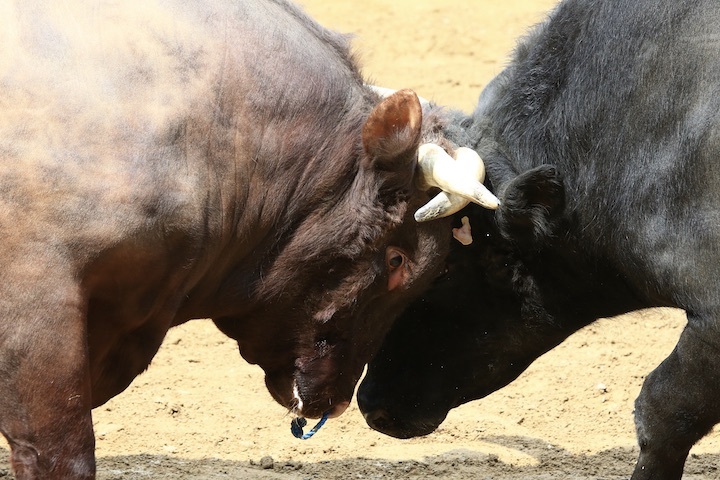 5/22 山古志闘牛 響-庵_b0016600_09431951.jpeg