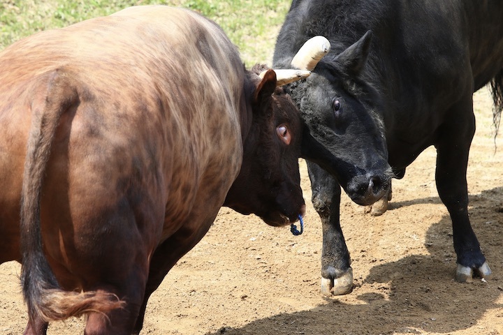 5/22 山古志闘牛 響-庵_b0016600_09440102.jpeg