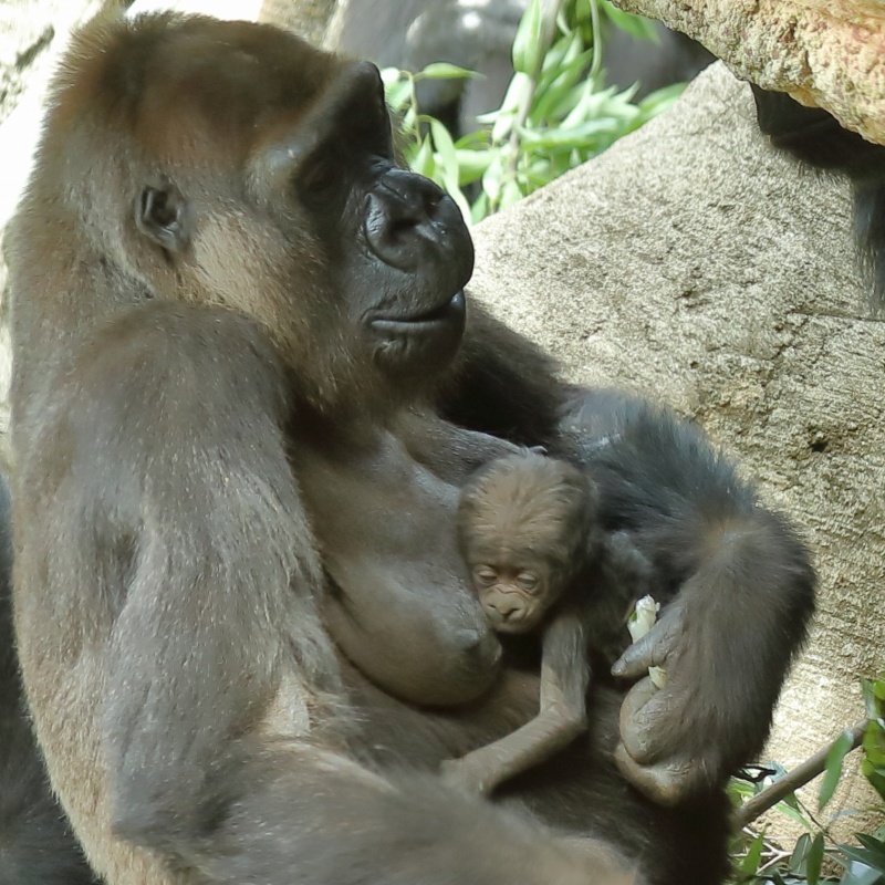 誕生して ２４時間３６分後のゴリラの赤ちゃん 上野動物園 旅プラスの日記