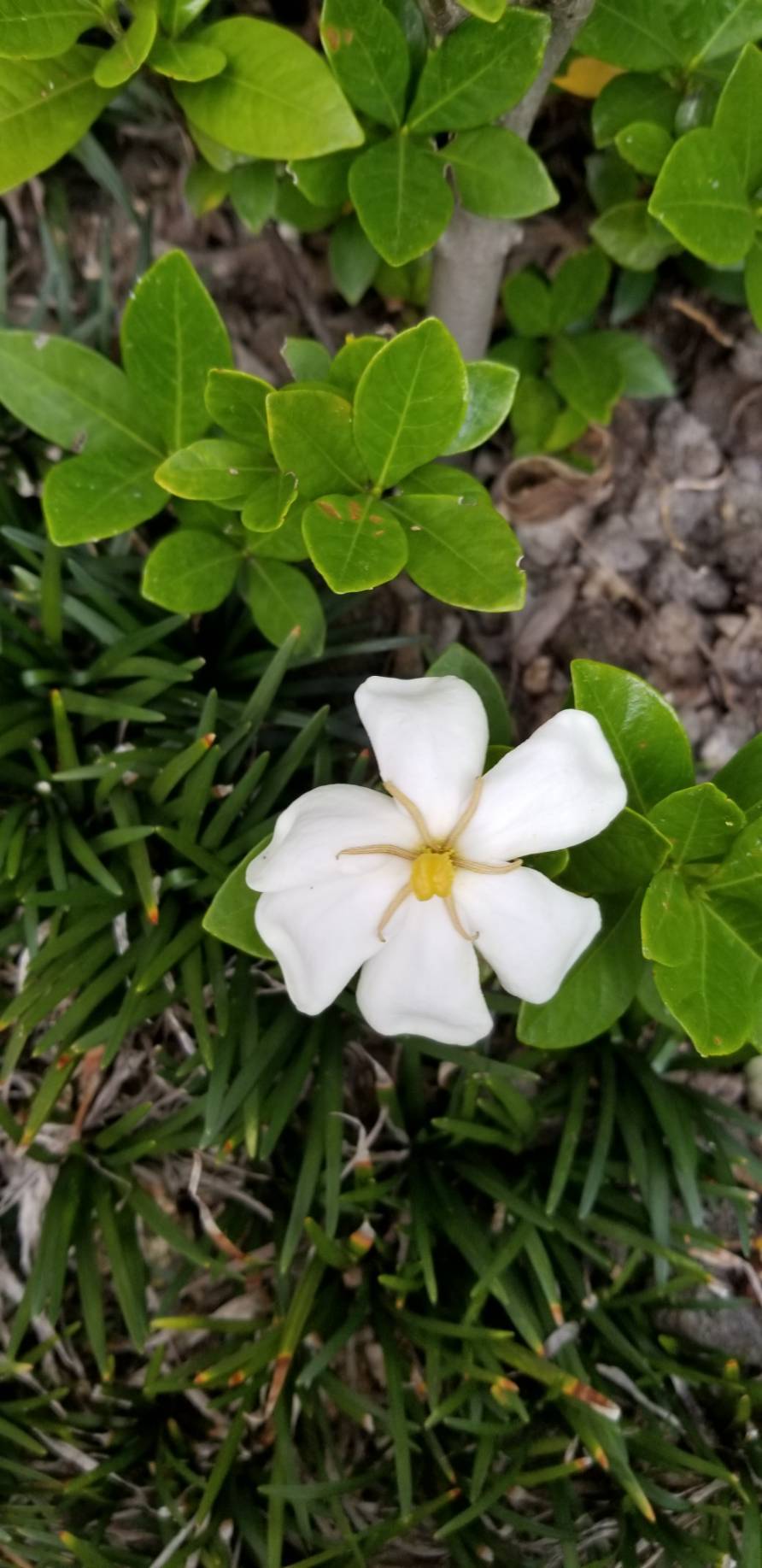 クチナシの花 一重 八重は公園です 22 6 01 徳ちゃん便り