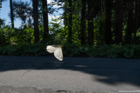 20220529 みちのくの白いウスバシロチョウ_d0090322_08105788.jpeg