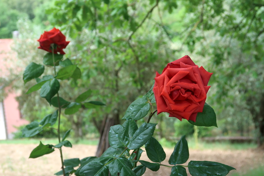 紅のバラ咲き猫はバタンキュウ_f0234936_00001082.jpg