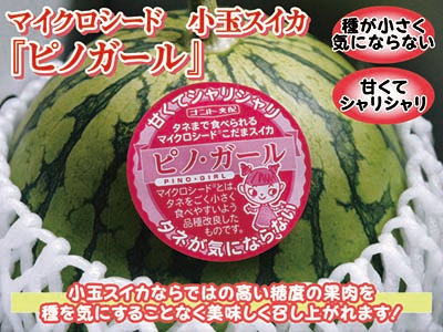 大人気!熊本産マイクロシード小玉スイカ『ピノガール』令和4年の再出荷日決定!予約販売の受付開始!_a0254656_17191603.png