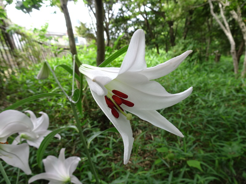 うみべの森「ササユリ便り」⑪_c0108460_18023464.jpg