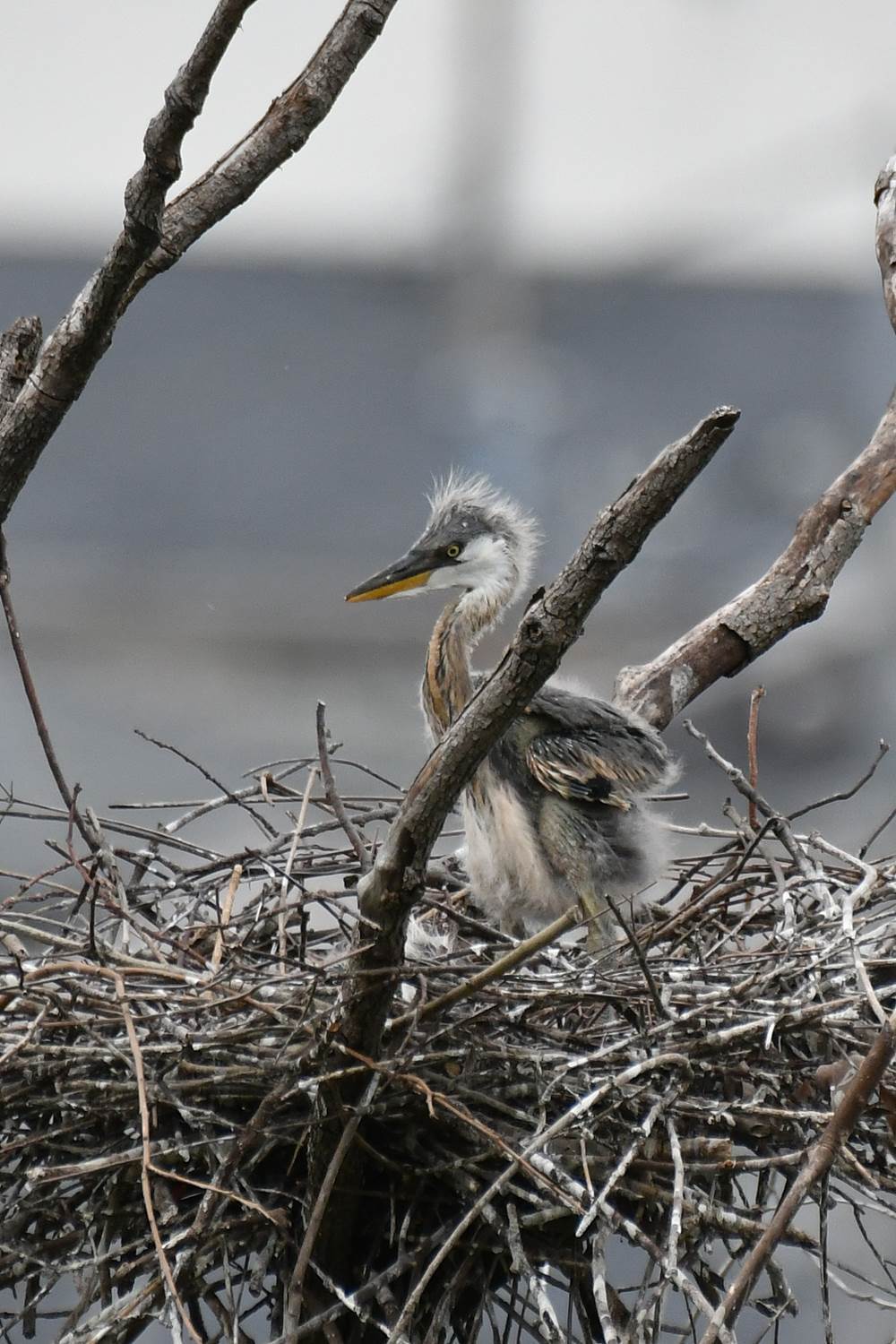 アオサギ雛 まさかの怖い顔 阪南カワセミ 野鳥と自然の物語 日本の蝶 蝶と自然の物語
