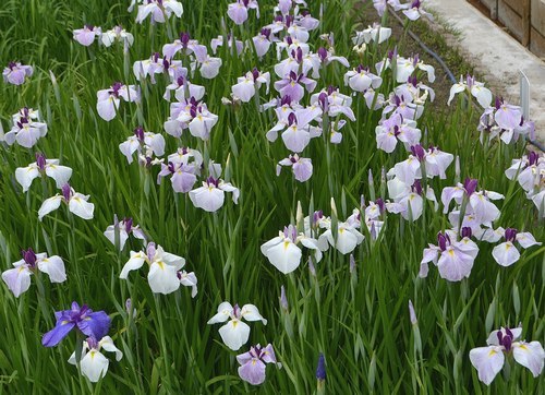 水月公園で花菖蒲を観る_b0102572_17012279.jpg