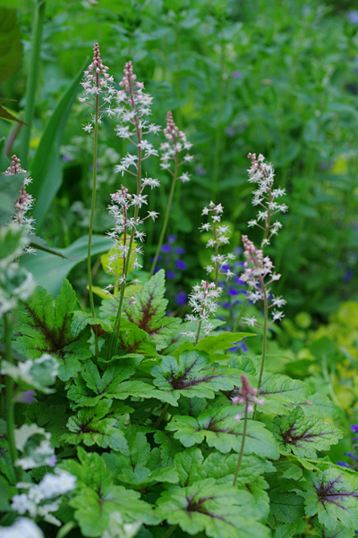 ティアレア 花日記 ティアレア 花日記