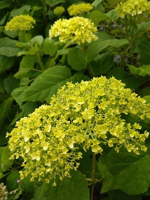 紫陽花_f0112873_16094583.jpg