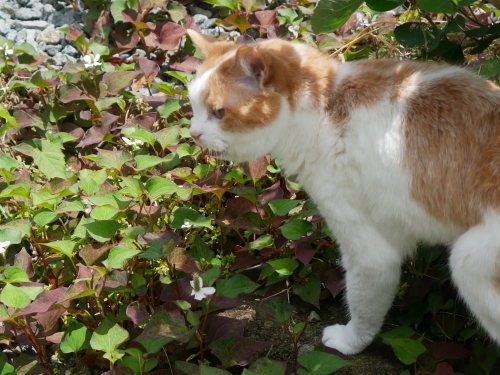 猫の森 2022年6月のご案内_f0054677_09133704.jpg
