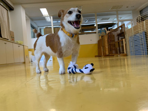 今週のドッグラン_f0357682_13512921.jpg