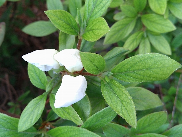 ヒラドツツジ白花、シンビジューム、ドウダンツツジ_d0088184_23010684.jpg