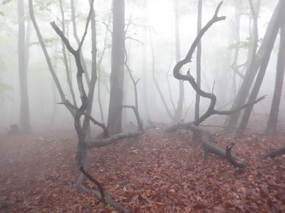 御前山霧雨登山_e0077899_06495943.jpg