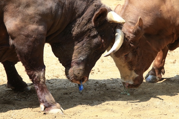 5/22 山古志闘牛 龍勢-新宅赤パンダ 前編_b0016600_21271751.jpeg