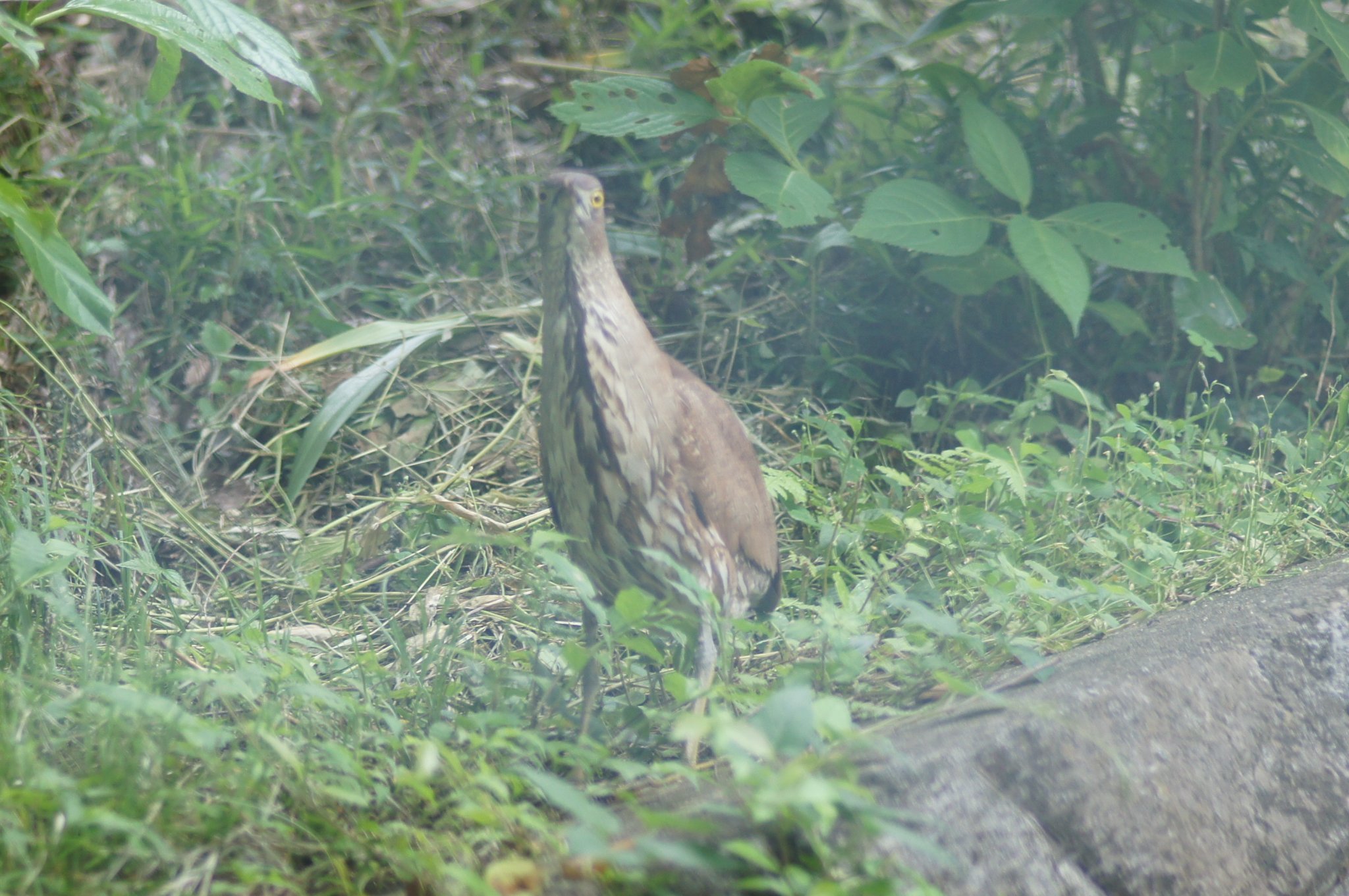 【里山再生の現場から】 谷津田のミゾゴイ_f0344405_16082825.jpg