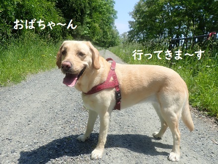 おばちゃんといっしょ。_c0182012_12275296.jpg