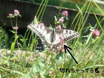 おばちゃんといっしょ。_c0182012_13090737.jpg