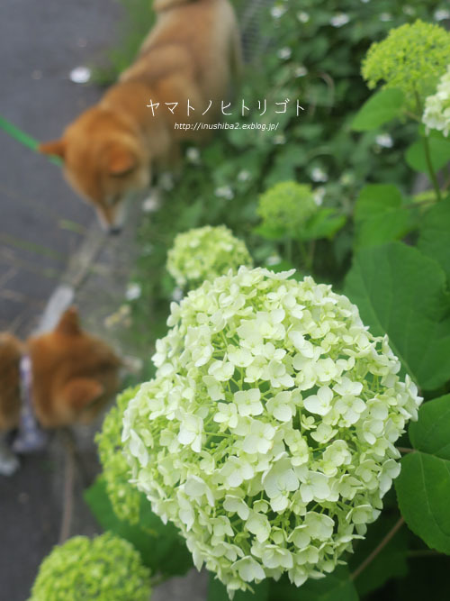 昼さんぽ (5/24)_e0394031_07161274.jpg