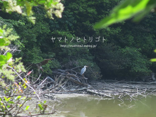 昼さんぽ (5/24)_e0394031_07162095.jpg