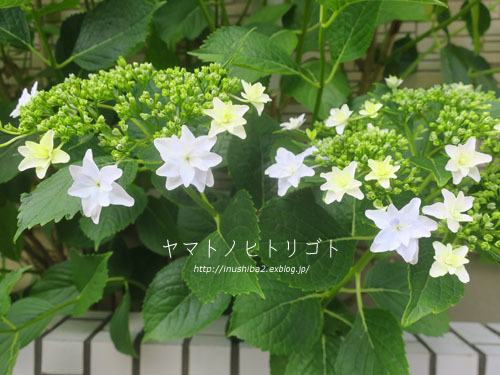 昼さんぽ (5/24)_e0394031_07162903.jpg